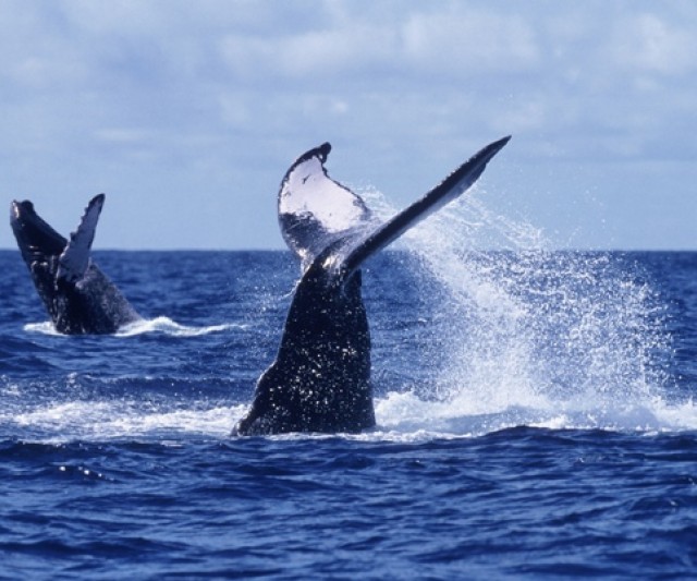 La Observación de Ballenas refuerza el Ecoturismo 