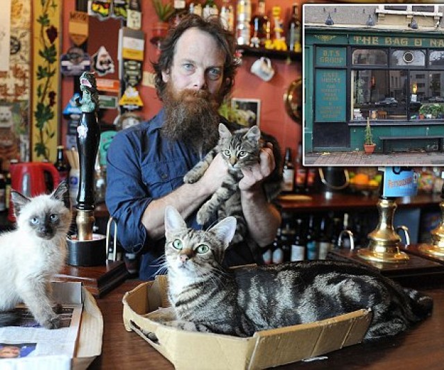 Pub con Gatos En Reino Unido